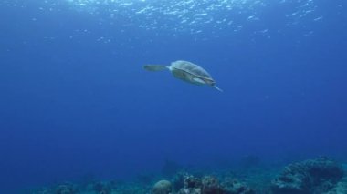 Karayip Denizi 'nin mercan kayalıklarında Yeşil Deniz Kaplumbağalı Deniz Burnu, Curacao