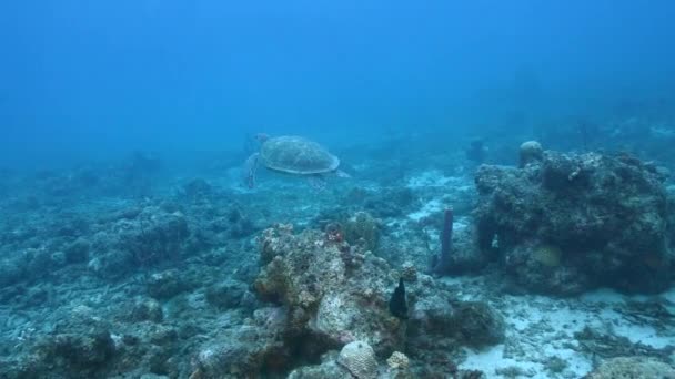 Θαλάσσιο Τοπίο Την Πράσινη Θαλάσσια Χελώνα Στον Κοραλλιογενή Ύφαλο Της — Αρχείο Βίντεο