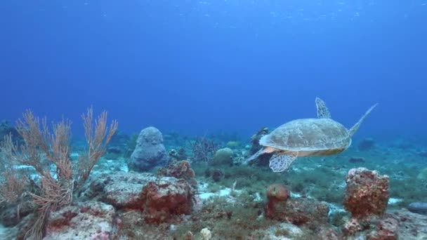 Seascape Green Sea Turtle Coral Reef Caribbean Sea Curacao — 图库视频影像