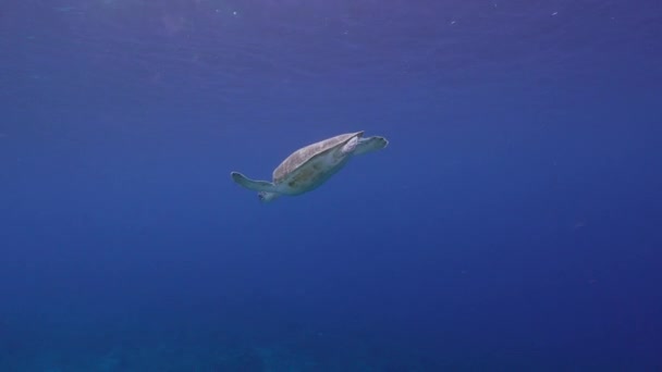 カリブ海のサンゴ礁 キュラソーの緑の海亀との海 — ストック動画