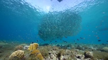 Yem Toplu Deniz Burnu, Balık Okulu, Karayip Denizi 'ndeki mercan resifinde uskumru balığı, Curacao