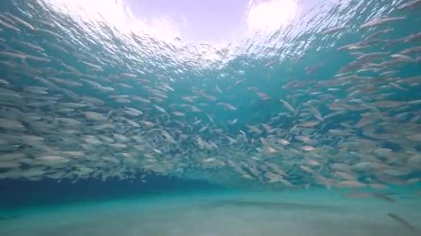 カリブ海のサンゴ礁 キュラソー島でのバイトボール 魚学校 サバ魚との海 — ストック動画