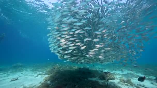 カリブ海のサンゴ礁 キュラソー島でのバイトボール 魚学校 サバ魚との海 — ストック動画