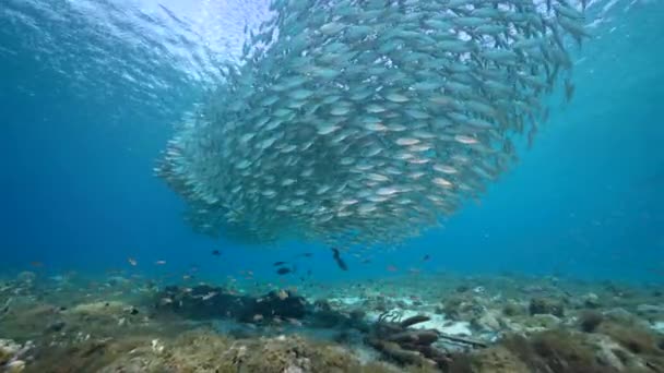 Laut Dengan Umpan Ball Sekolah Ikan Ikan Mackerel Terumbu Karang — Stok Video