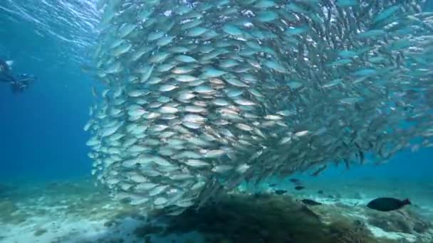 Zeegezicht Met Bait Ball School Fish Makreel Vis Het Koraalrif — Stockvideo