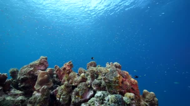 Tengeri Kapocs Különböző Halak Korall Szivacs Korallzátony Karib Tenger Curacao — Stock videók