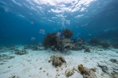 Salp ile deniz burnu, Karayip Denizi 'nin turkuaz suyunda Tunicate, Curacao