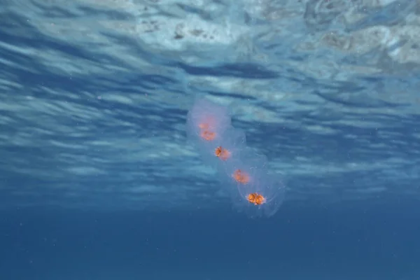 Paisaje Marino Con Salp Tunicate Agua Turquesa Del Mar Caribe — Foto de Stock