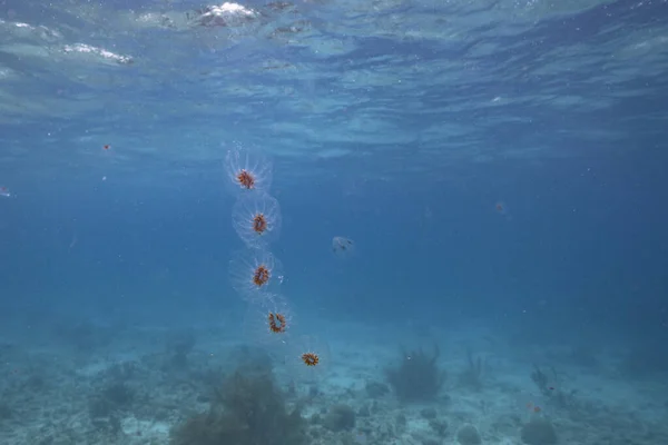 Seascape Salp Tunicate Turquoise Water Caribbean Sea Curacao — Foto de Stock