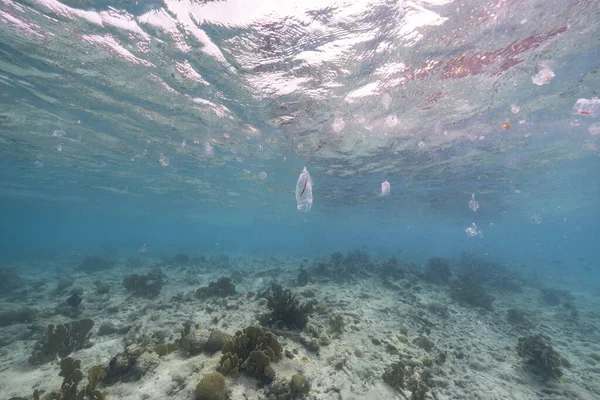 Seascape Salp Tunicate Turquoise Water Caribbean Sea Curacao — Foto de Stock