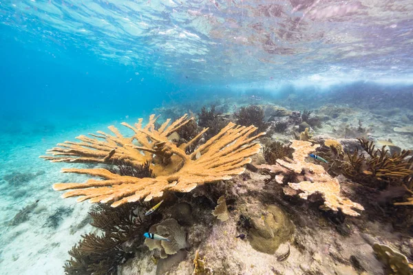 Tengeri Kapocs Nagy Elkhorn Coral Korallzátony Karib Tenger Curacao — Stock Fotó
