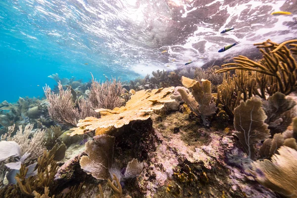 Karayip Denizi 'nin mercan kayalıklarında büyük geyik boynuzu mercanları olan deniz burnu, Curacao