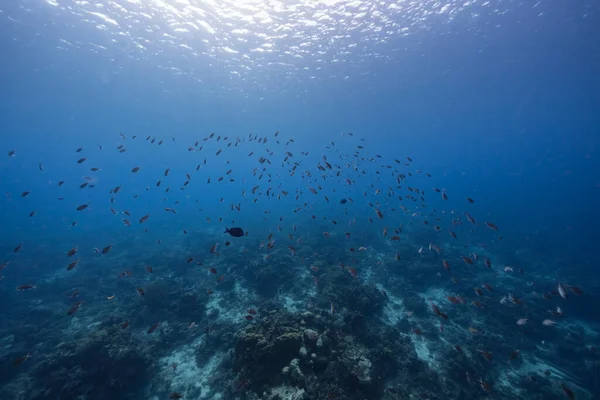 Seascape School Fish Chromis Fish Coral Reef Caribbean Sea Curacao — Stock Photo, Image