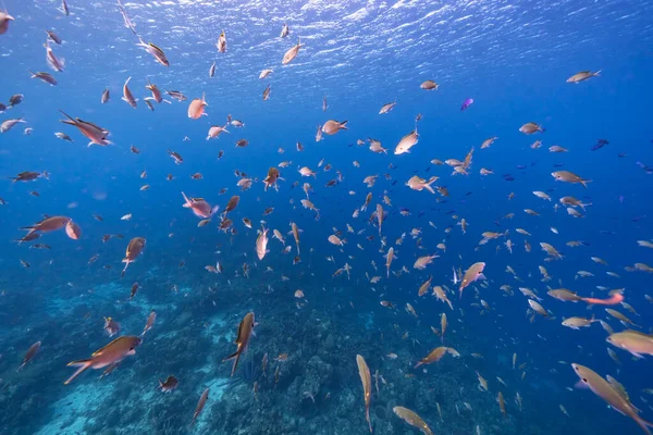 Seascape School Fish Chromis Fish Coral Reef Caribbean Sea Curacao — Stock Photo, Image