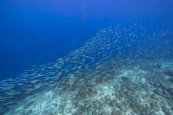 Seascape School Fish Boga Fish Coral Reef Caribbean Sea Curacao — стокове фото