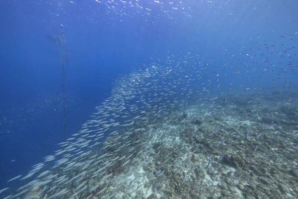 Seascape School Fish Boga Fish Coral Reef Caribbean Sea Curacao — Stock Photo, Image