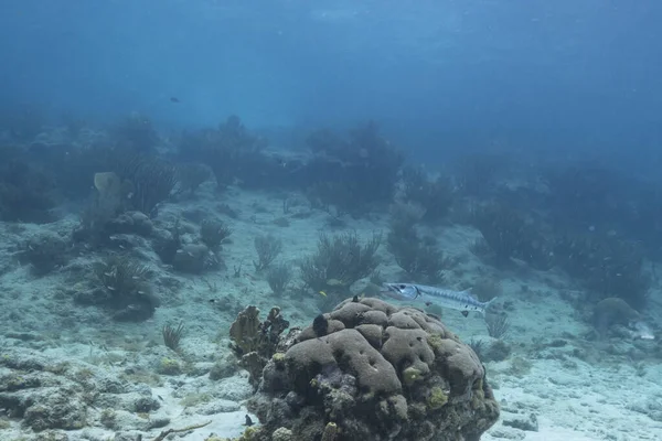 在加勒比海 库拉索岛的珊瑚礁与梭鱼 珊瑚和海绵的海景 — 图库照片