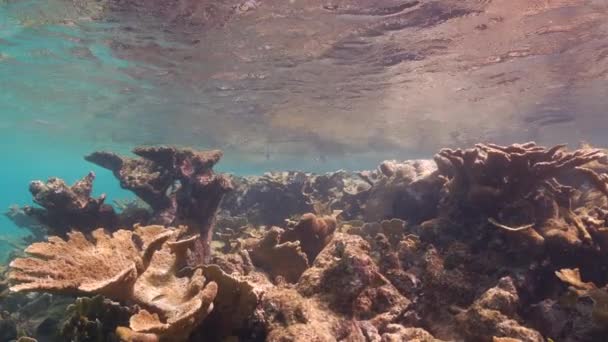 120 Fps Super Slow Motion Seascape Various Fish Elkhorn Coral — Stock video