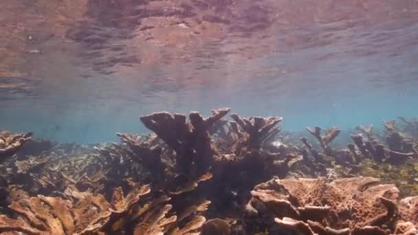 120 Fps Super Slow Motion Seascape Various Fish Elkhorn Coral — Vídeo de stock