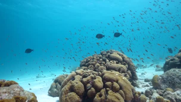 120 Fps Super Slow Motion Seascape School Fish Coral Sponge — Stockvideo