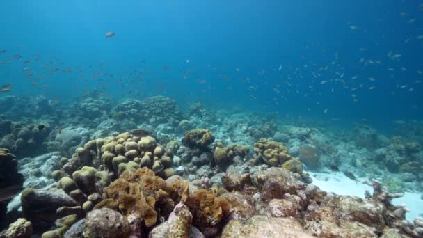 120 Fps Super Slow Motion Tengerfenék Karib Tenger Korallzátonyán Curacao — Stock videók