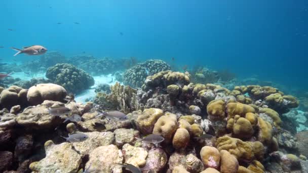 120 Fps Super Slow Motion Tengerfenék Karib Tenger Korallzátonyán Curacao — Stock videók