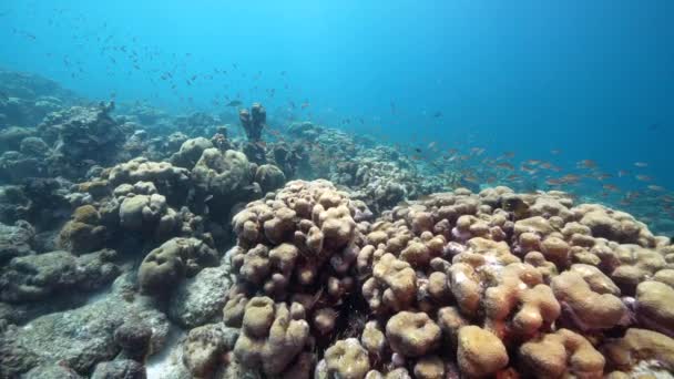 120 Fps Super Slow Motion Seascape School Fish Coral Sponge — Stockvideo