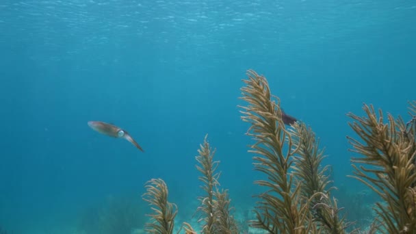 120 Fps Super Slow Motion Seascape Reef Squid Coral Sponge — Vídeos de Stock