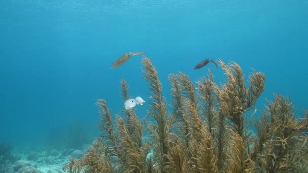 120 Fps Super Slow Motion Seascape Reef Squid Coral Sponge — Vídeos de Stock