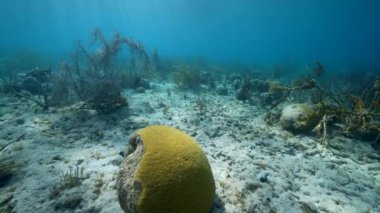 4K 120 fps Super Slow Motion in FPV style: Karayip Denizi 'nin mercan resiflerinde çeşitli balık, mercan ve süngerli deniz manzarası, Curacao