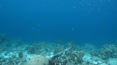 4K 120 fps Super Slow Motion: Karayip Denizi 'nin mercan kayalıklarında Güney Stingray, mercan ve süngerli deniz burnu, Curacao