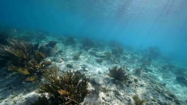 120 Fps Super Slow Motion Fpv Style 카리브해의 산호초에 물고기 — 비디오