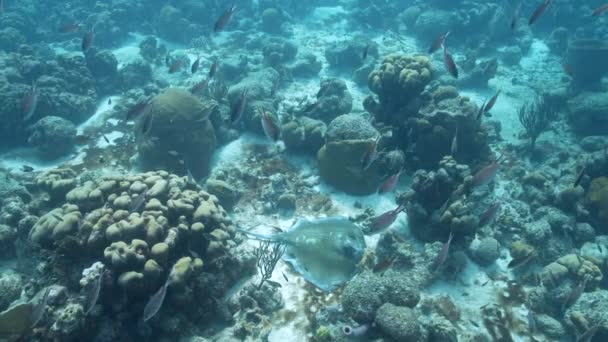 120 Fps Super Slow Motion Seascape Southern Stingray Coral Sponge — 비디오