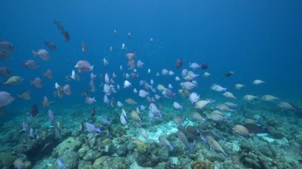 120 Fps Super Slow Motion Seascape School Fish Surgeonfish Coral — Stock video