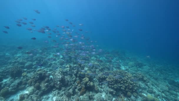 120 Fps Super Slow Motion Seascape School Fish Surgeonfish Coral — Stock video