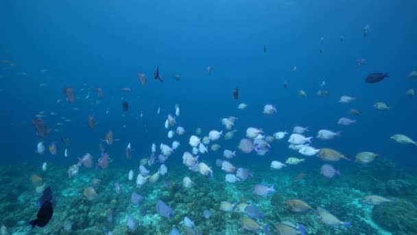120 Fps Super Slow Motion Θαλάσσιο Τοπίο Σχολή Ψαριών Surgeonfish — Αρχείο Βίντεο