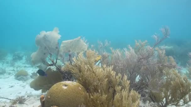 Gaya Fpv Seascape Dengan Berbagai Ikan Karang Dan Spons Terumbu — Stok Video