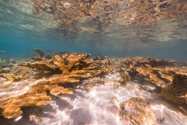 Tengeri Kapocs Nagy Elkhorn Coral Korallzátony Karib Tenger Curacao — Stock Fotó