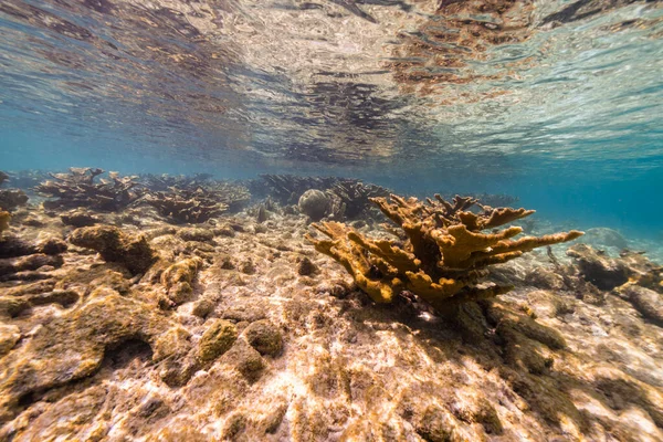 Zeegezicht Met Groot Elkhorn Koraal Het Koraalrif Van Caribische Zee — Stockfoto
