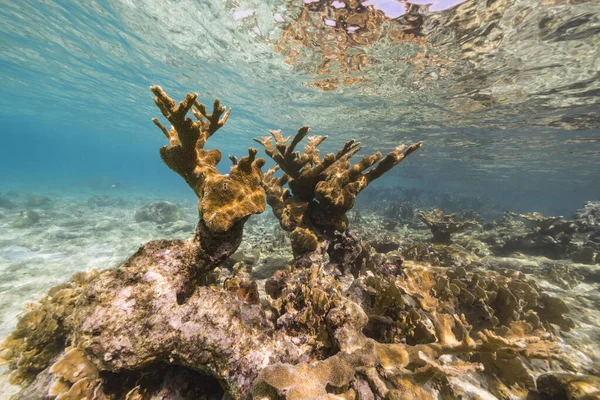 Tengeri Kapocs Nagy Elkhorn Coral Korallzátony Karib Tenger Curacao — Stock Fotó