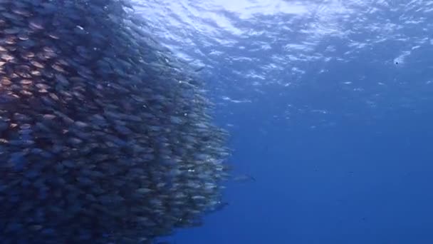 Морской Пейзаж Мячом Наживки Школа Рыб Рыба Макрель Коралловом Рифе — стоковое видео