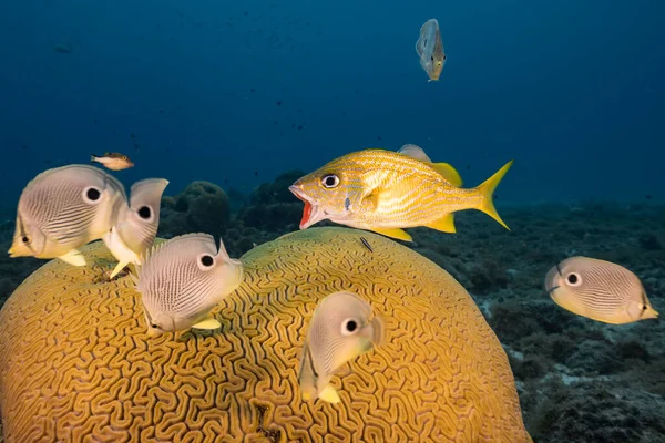 Seascape Grunt Fish While Spawning Grooved Brain Coral Coral Reef — 스톡 사진