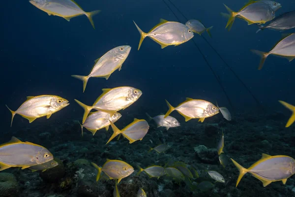 Dusk Seascape School Fish Yellow Jacks Coral Reef Caribbean Sea — 스톡 사진
