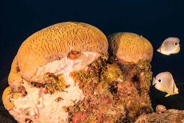 Paisaje Marino Con Butterflyfish Durante Desove Grooved Brain Coral Arrecife —  Fotos de Stock