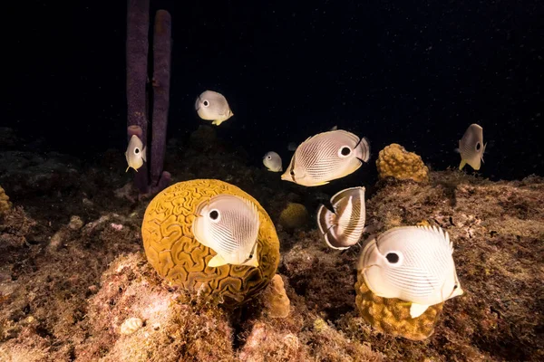 Seascape Com Butterflyfish Enquanto Desova Grooved Brain Coral Recifes Corais — Fotografia de Stock