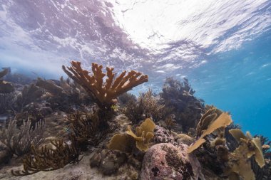 Elkhorn Mercanı ile deniz burnu, ve Karayip Denizi 'nin mercan resifinde sünger, Curacao
