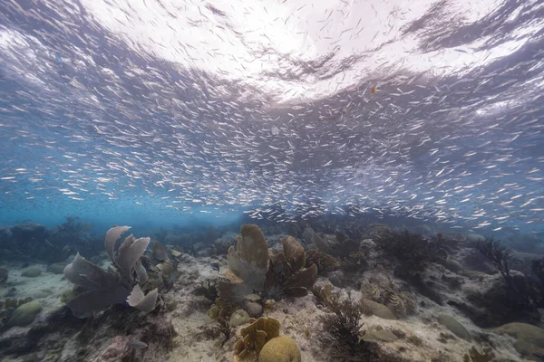 Paisaje Marino Con Escuela Peces Juveniles Peces Boga Arrecife Coral — Foto de Stock