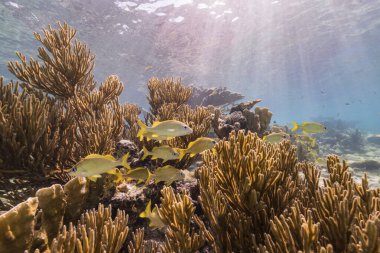 Karayip Denizi 'nin mercan resifinde çeşitli balık, mercan ve süngerle kaplı deniz burnu, Curacao