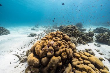 Lobed Star Coral 'lı deniz burnu, ve Karayip Denizi' ndeki mercan resifinde sünger, Curacao