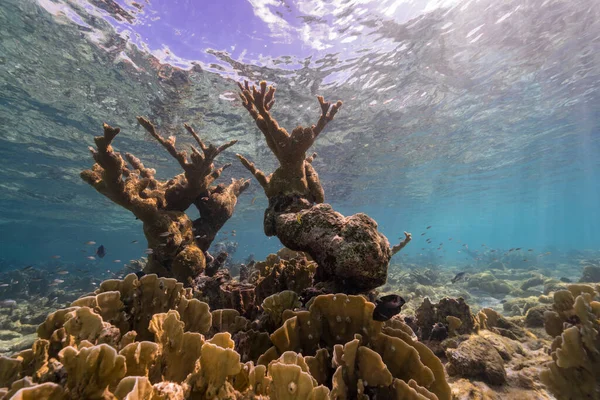 エルクホーン コーラルとの海景 カリブ海のサンゴ礁のスポンジ キュラソー島 — ストック写真